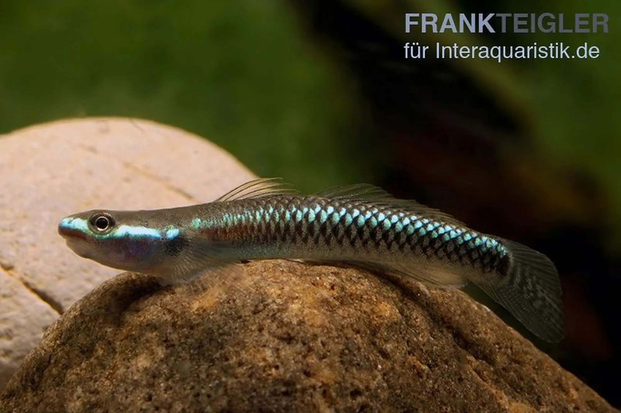 Neongrundel, Stiphodon semoni