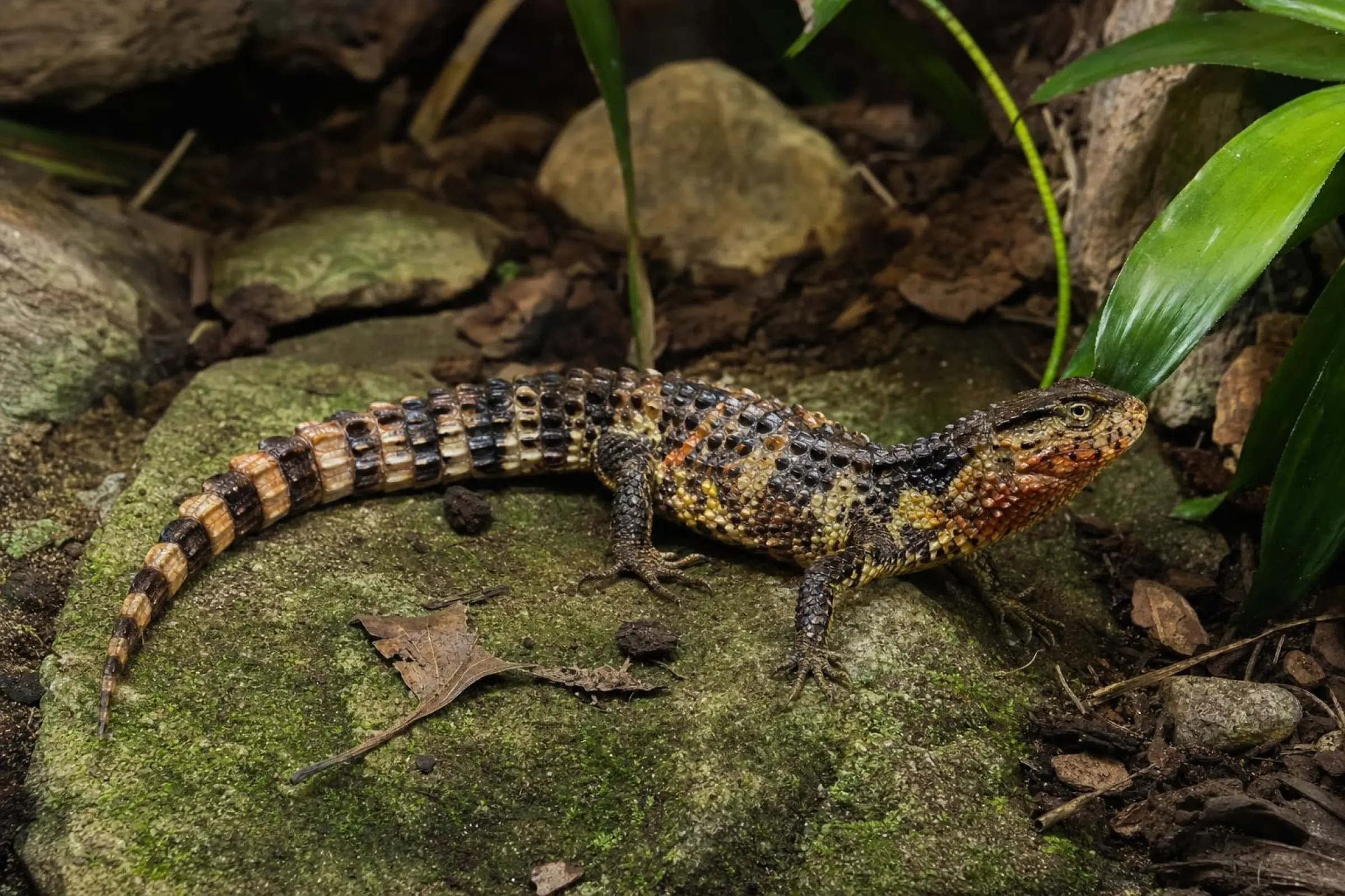 Chinesische Krokodilschwanzechse, Shinisaurus crocodylurus