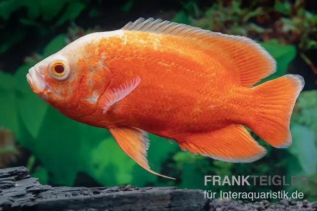 Pfauenaugenbuntbarsch "Red Chili", Chili Oscar, Astronotus ocellatus, 6-8 cm