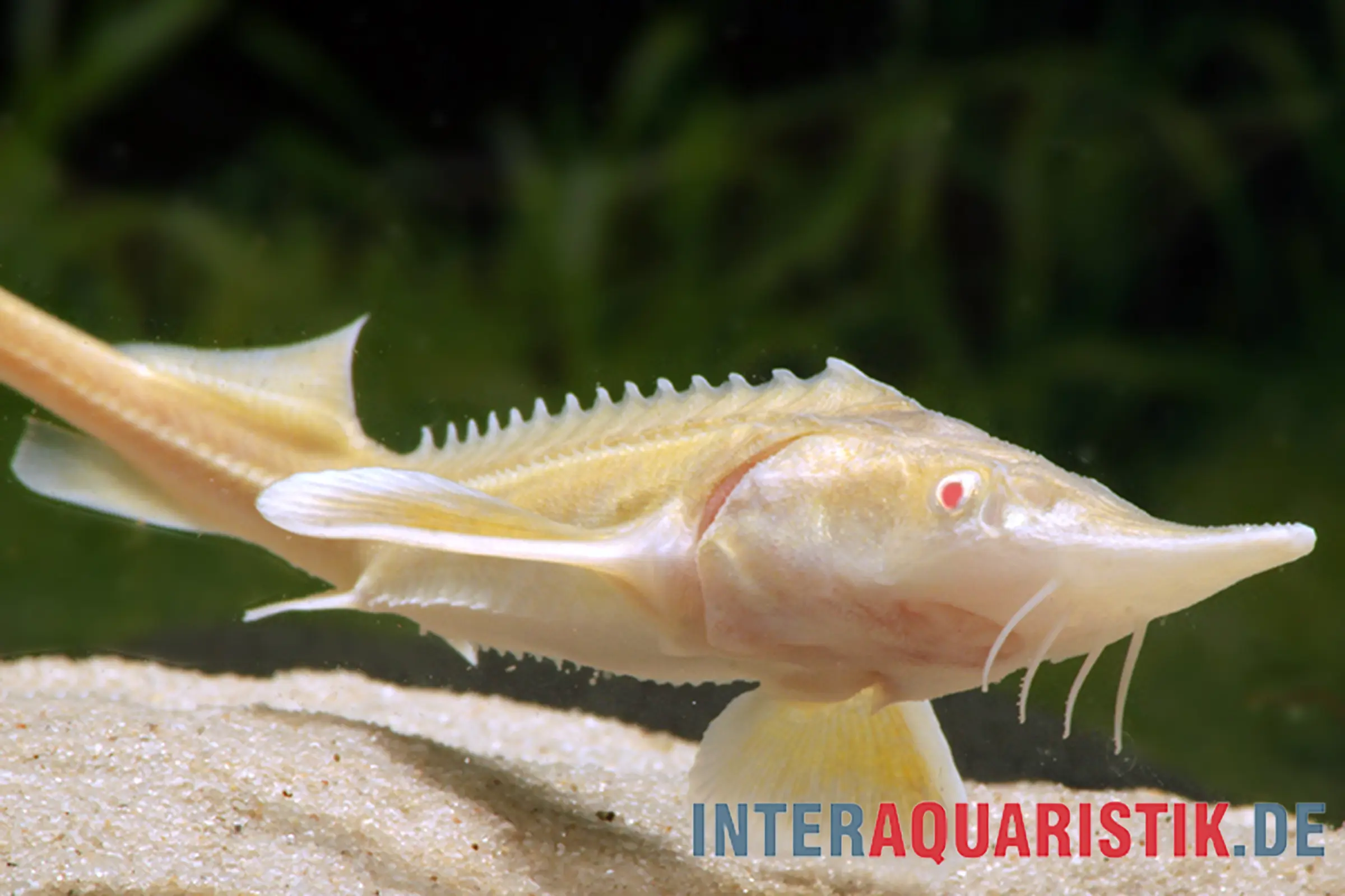 Albino-Sterlet, Acipenser ruthenus albino (Kaltwasser), verschiedene Größen