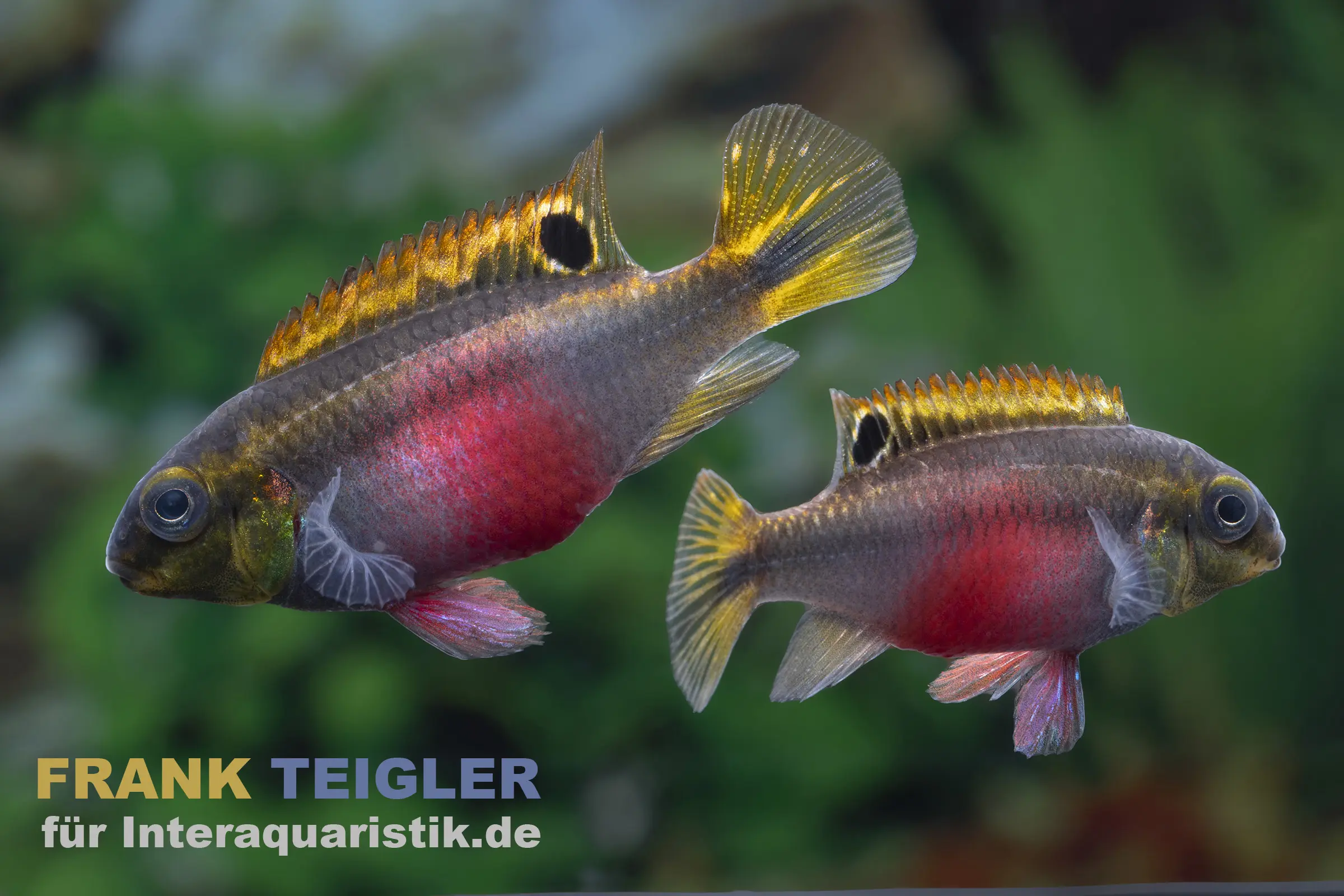 Super Red Prachtbarsch, Pelvicachromis pulcher "Super Red"