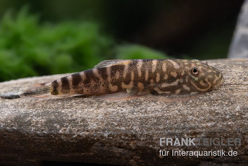 Zebra-Flossensauger, Pseudogastromyzon zebrinus