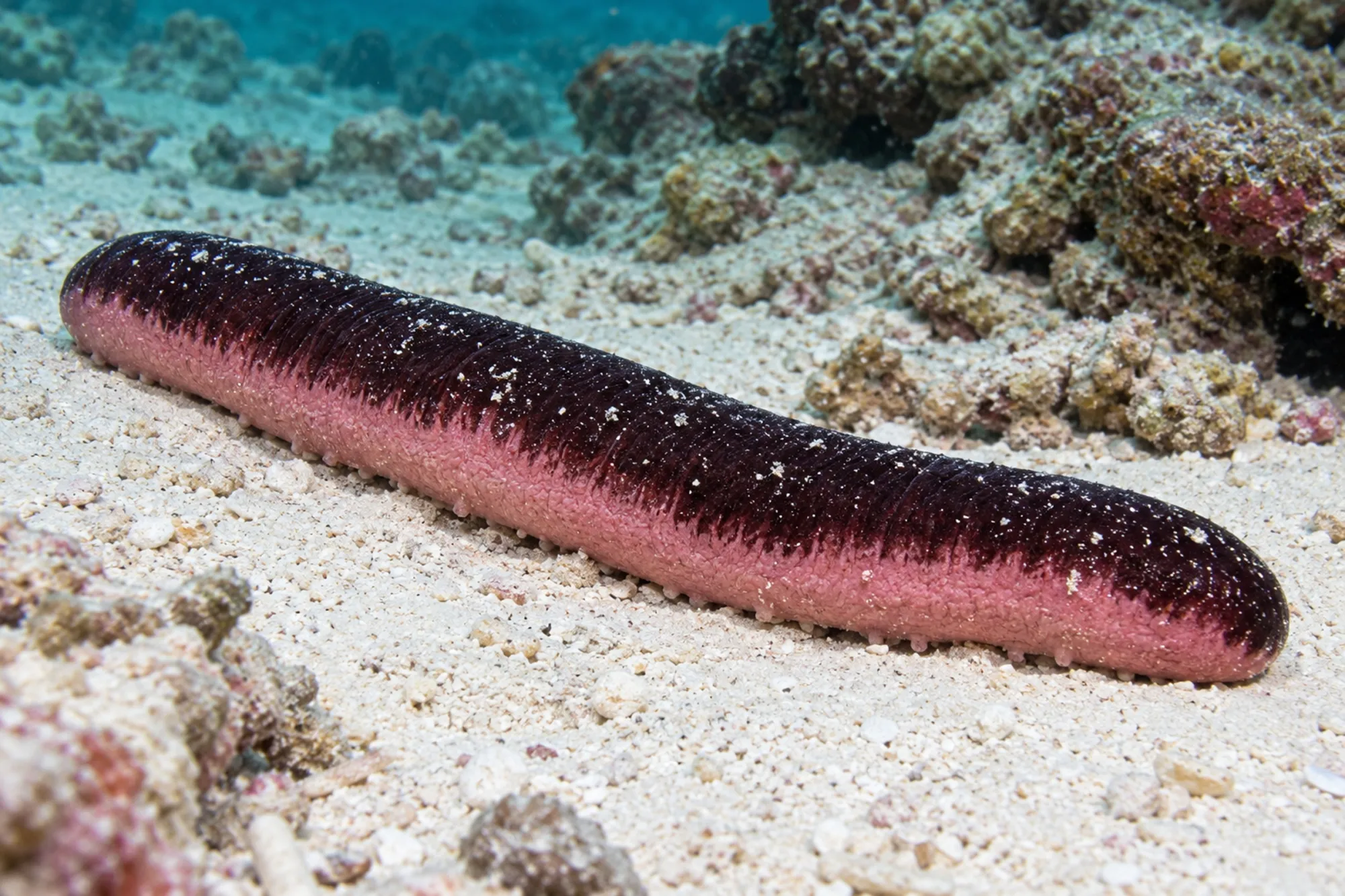 Rosafarbene Seegurke, Holothuria edulis