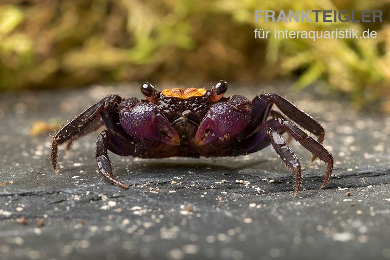 Schwarzfuss-Vampirkrabbe, Geosesarma sp. 'Black leg', Paar (1 Männchen + 1 Weibchen)