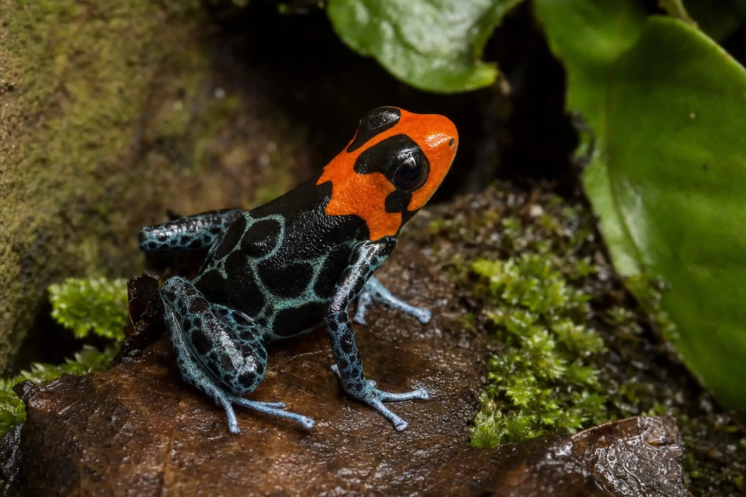 Sacramento-Rotkopf-Baumsteiger, Ranitomeya benedicta