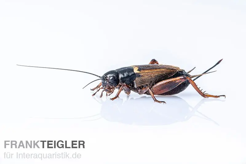 Mittelmeergrillen, klein, Futterinsekten ca. 60 Stück