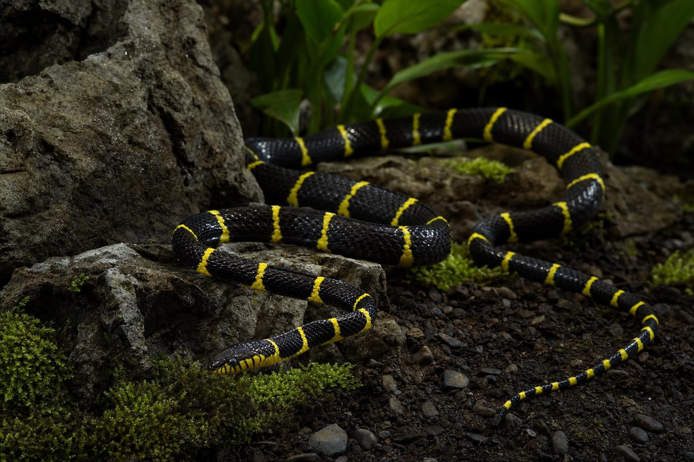 Mangroven-Nachtbaumnatter, Boiga dendrophila