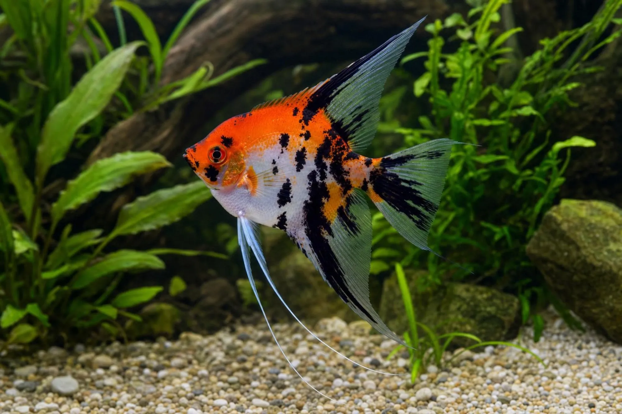 Skalar „Super Red Spotted“, Pterophyllum scalare