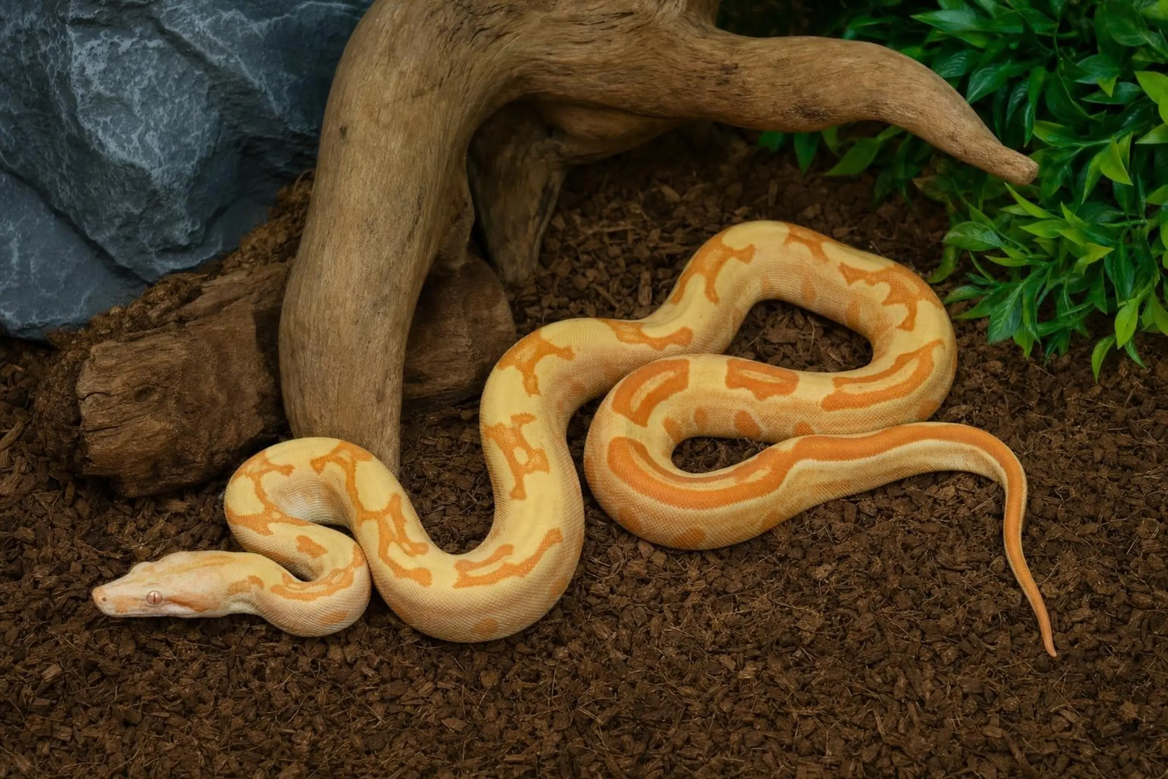 Abgottschlange „Sunglow Motley Red Pastel“, Boa constrictor