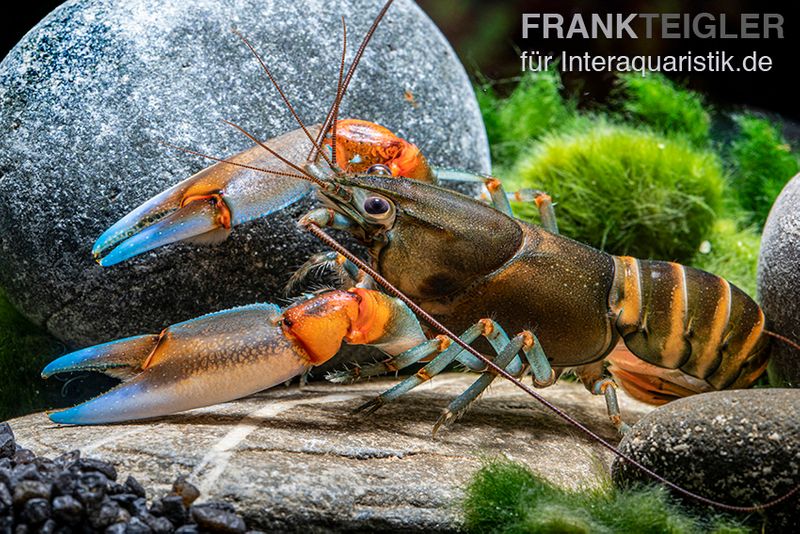 "Blue Claw" Tigerkrebs, Cherax peknyi var. "Blue Claw", Zufällig ausgewählt