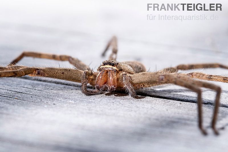 Riesenkrabbenspinne, Heteropoda venatoria