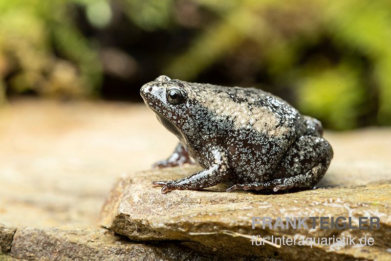 Östliche Engmund-Kröte, Gastrophryne carolinensis