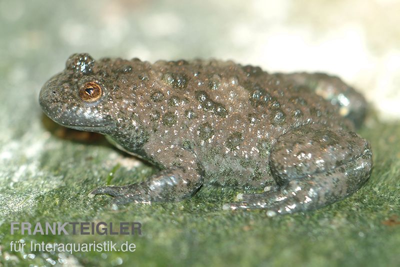 Gelbbauchunke, Bombina variegata