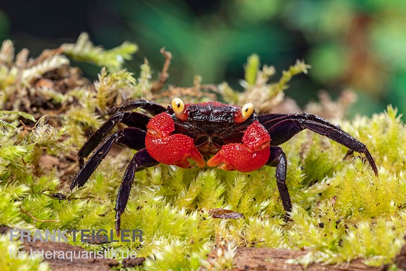 Rote Vampirkrabbe, Geosesarma hagen (Red Devil Crab), Zufällig ausgewählt