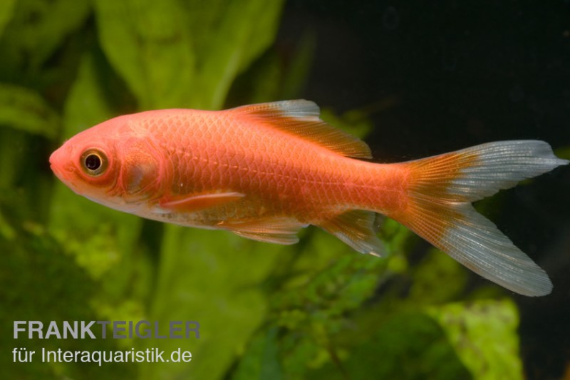 Goldfisch rot, Carassius auratus (Kaltwasser)