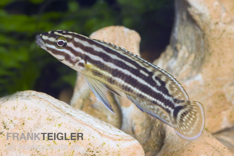 Vierstreifen-Schlankcichlide, Julidochromis regani KIPILI, DNZ