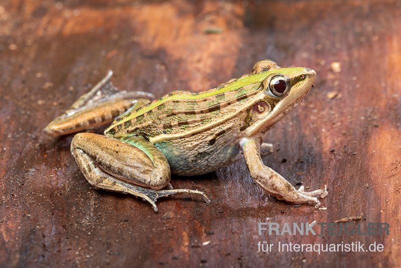 Gestreifter Grasfrosch, Ptychadena porosissima