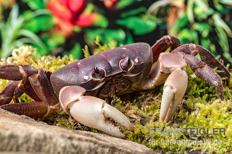 Lila Weihnachtsinselkrabbe, Gecarcoidea humei, klein, Paar (1 Männchen + 1 Weibchen)