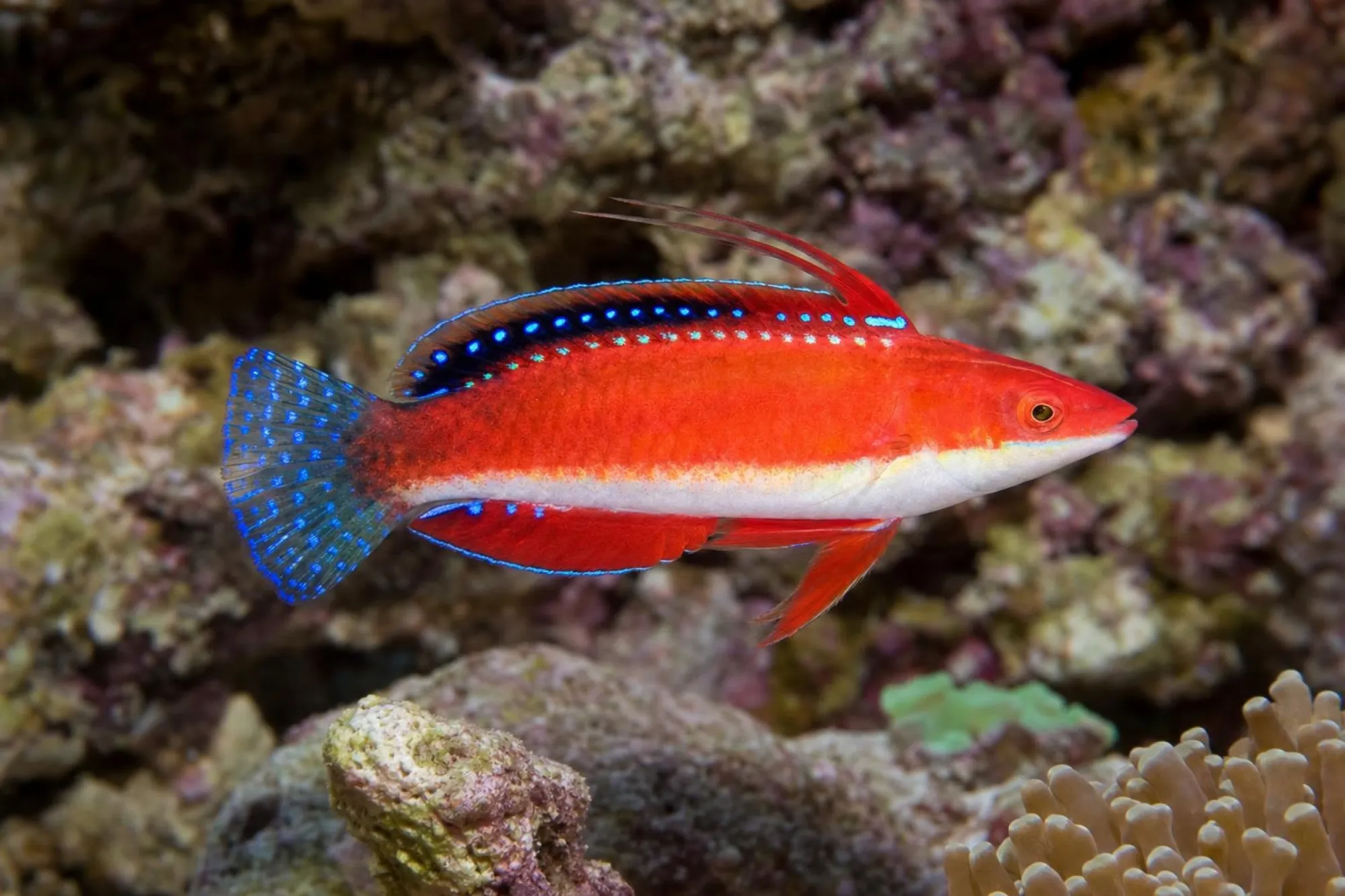 Geselliger Zwerglippfisch, Cirrhilabrus rubriventralis
