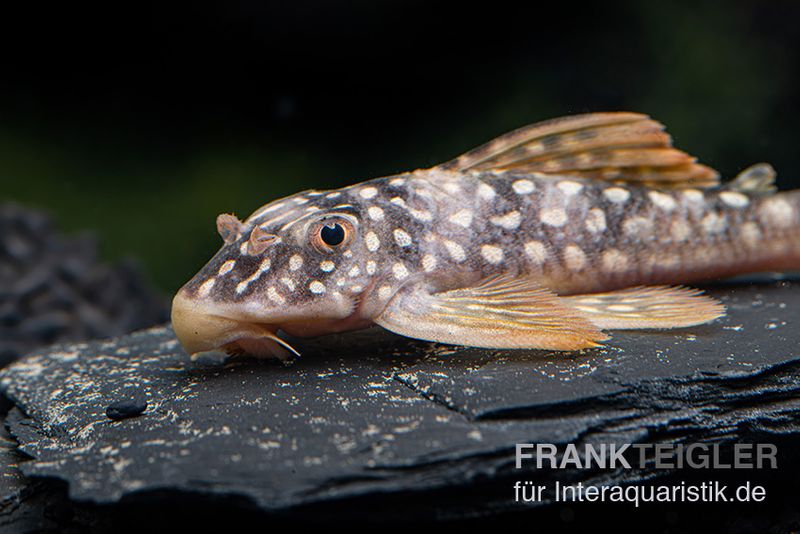 Sunshine Pleco, Sonnenwels, L14, Scobiancistrus aureatus