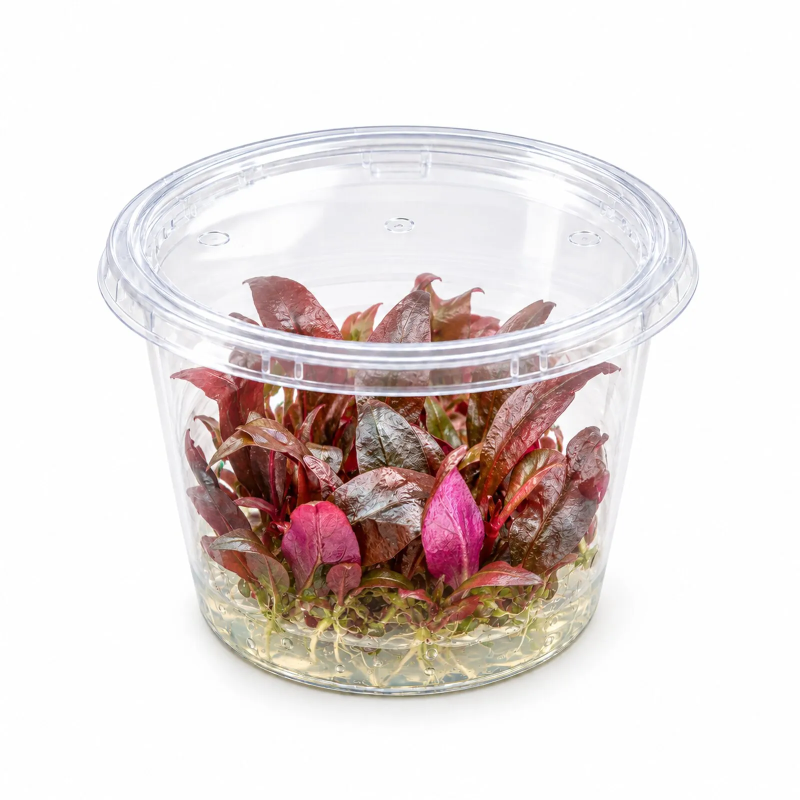 Mini-Papageienblatt, Alternanthera reineckii "Mini", In Vitro