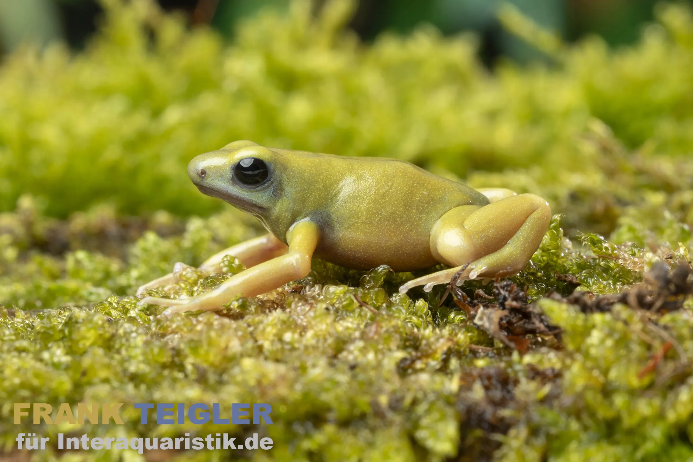 Goldbaumsteiger EI Oro, Dendrobates auratus