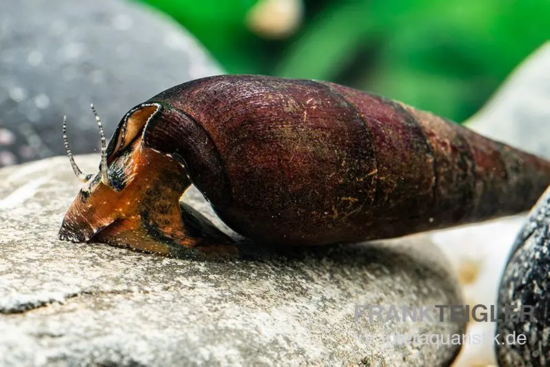 Lavaschnecke, Faunus sp. Lava