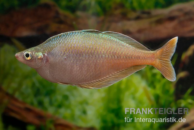 Blehers-Regenbogenfisch, Chilatherina bleheri, 5 Tiere