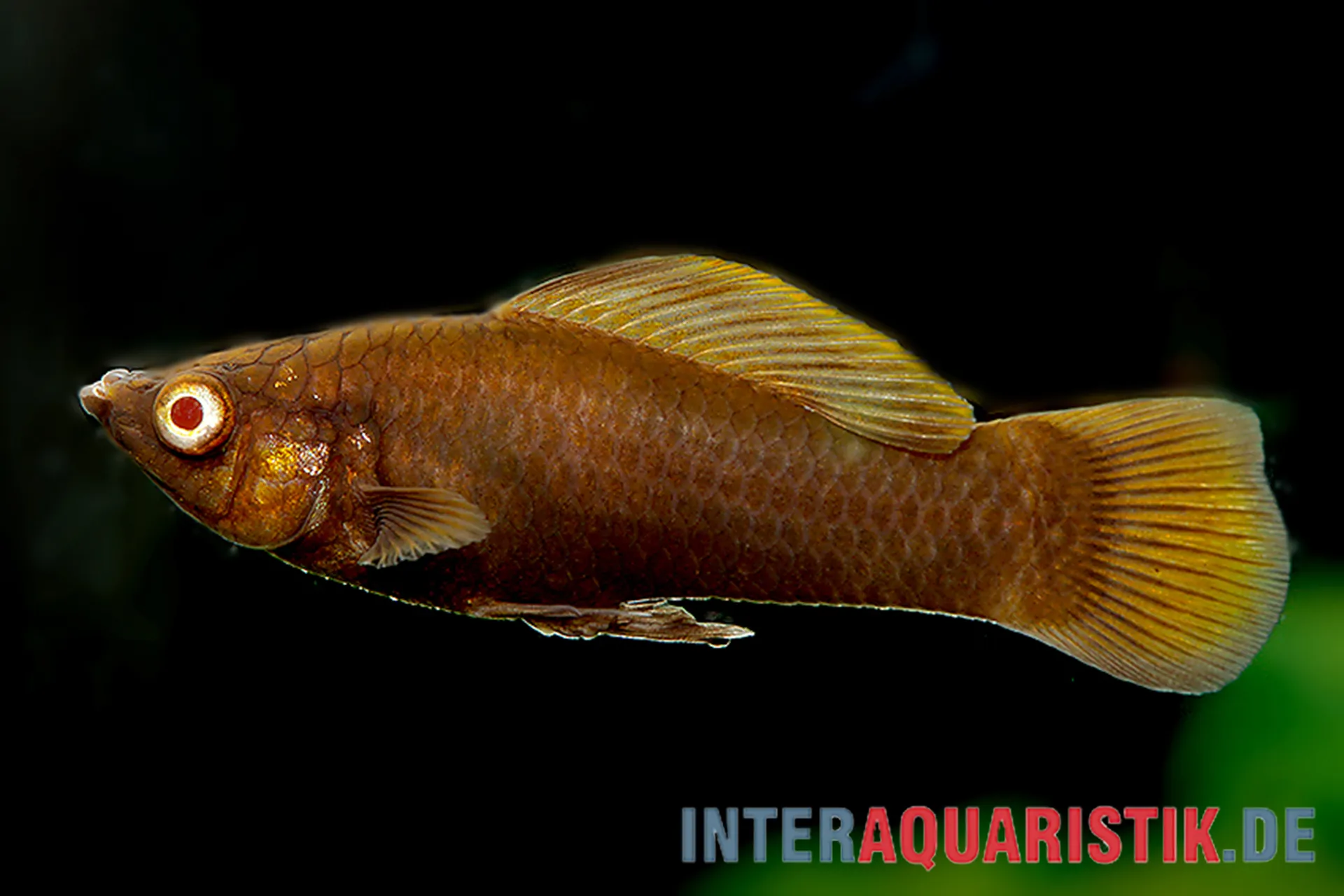Nahaufnahme Schokoladen-Molly (Poecilia sphenops „Chocolate“), glänzend kakaobraune Zuchtform mit hellem Auge; lebendgebärender Aquarienfisch, geeignet für hartes Wasser und Becken ab 100 cm