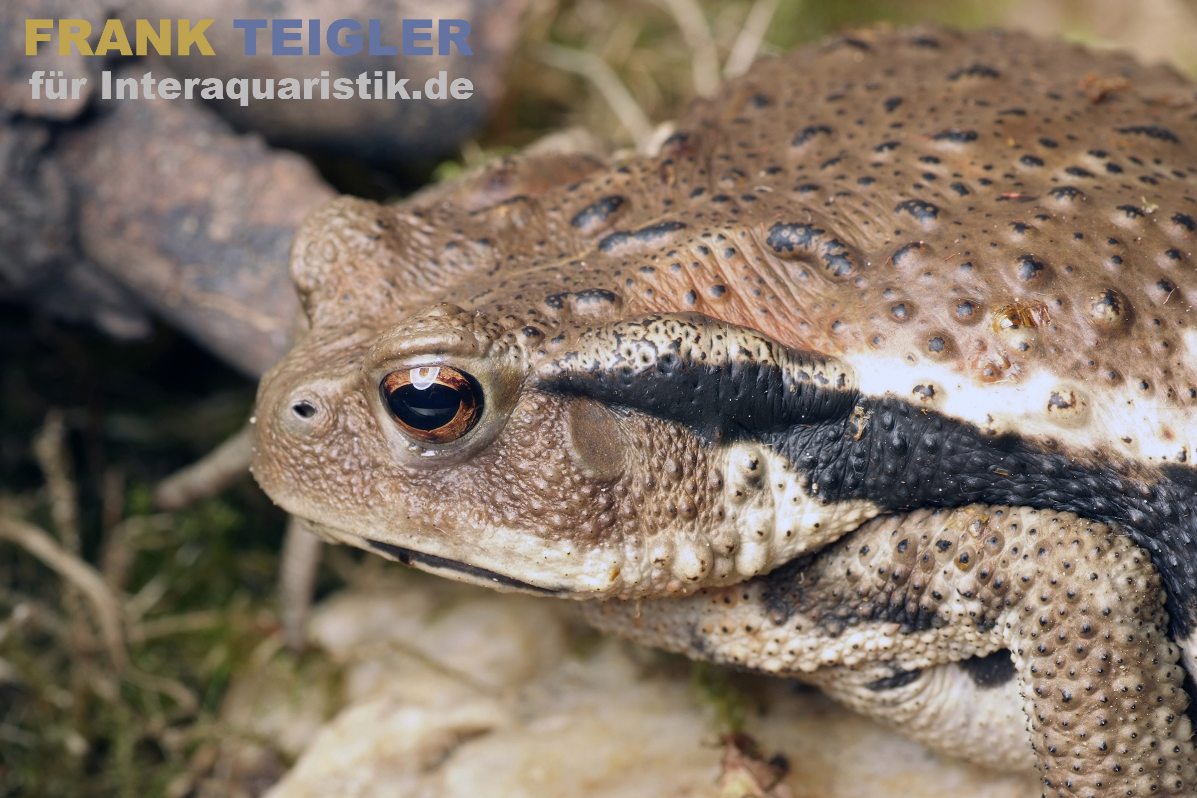 Japanische Erdkröte, Bufo japonicus DNZ