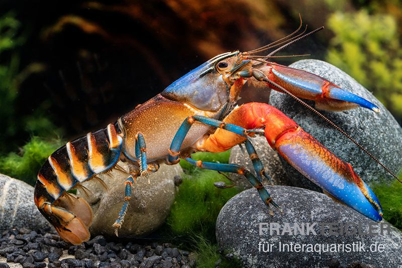 "Blue Claw" Tigerkrebs, Cherax peknyi var. "Blue Claw", Zufällig ausgewählt