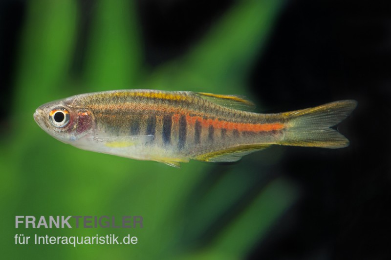 Rubinbärbling, Danio choprae