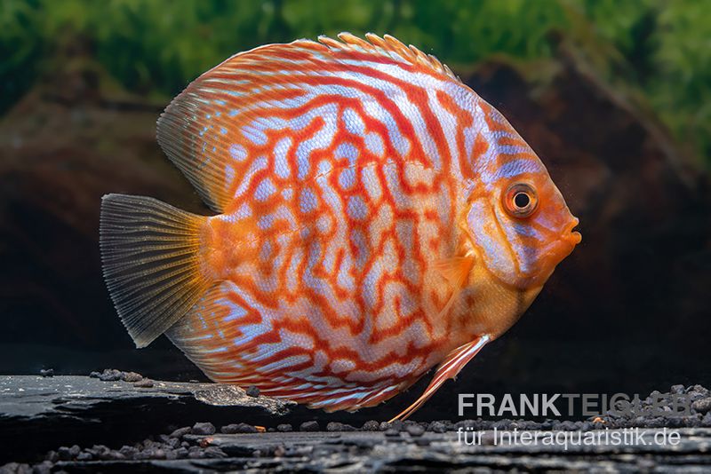 Diskusfisch ASIA-NZ, Symphysodon discus Red Diamond, 2 Zoll, 5-6 cm