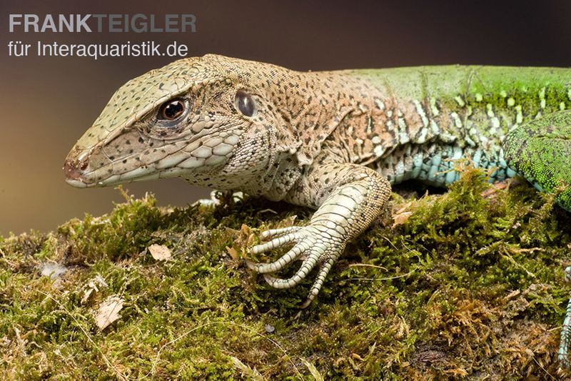 Grüne Ameive, Ameiva ameiva