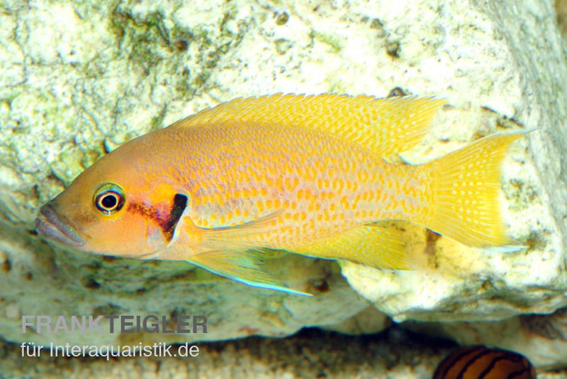 Sonnenblumen Feenbarsch, Neolamprologus helanthius, DNZ