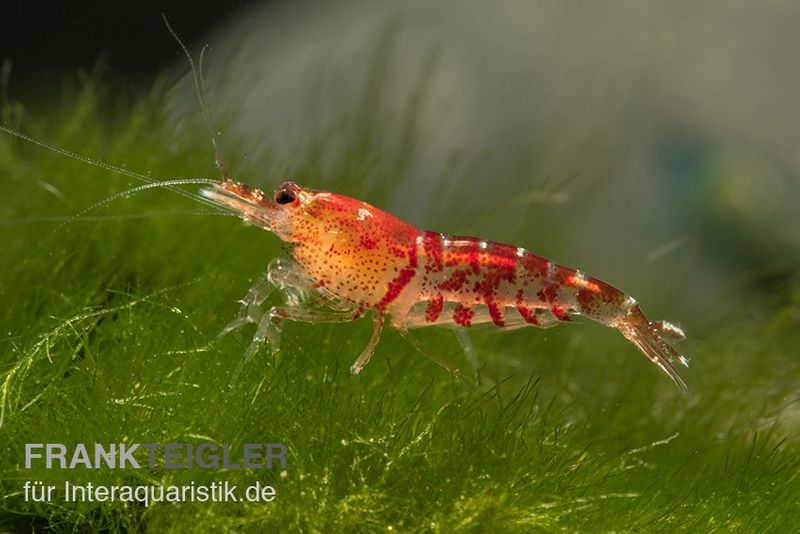 TiBee-Garnele rot, Tigerbiene, Caridina spec.