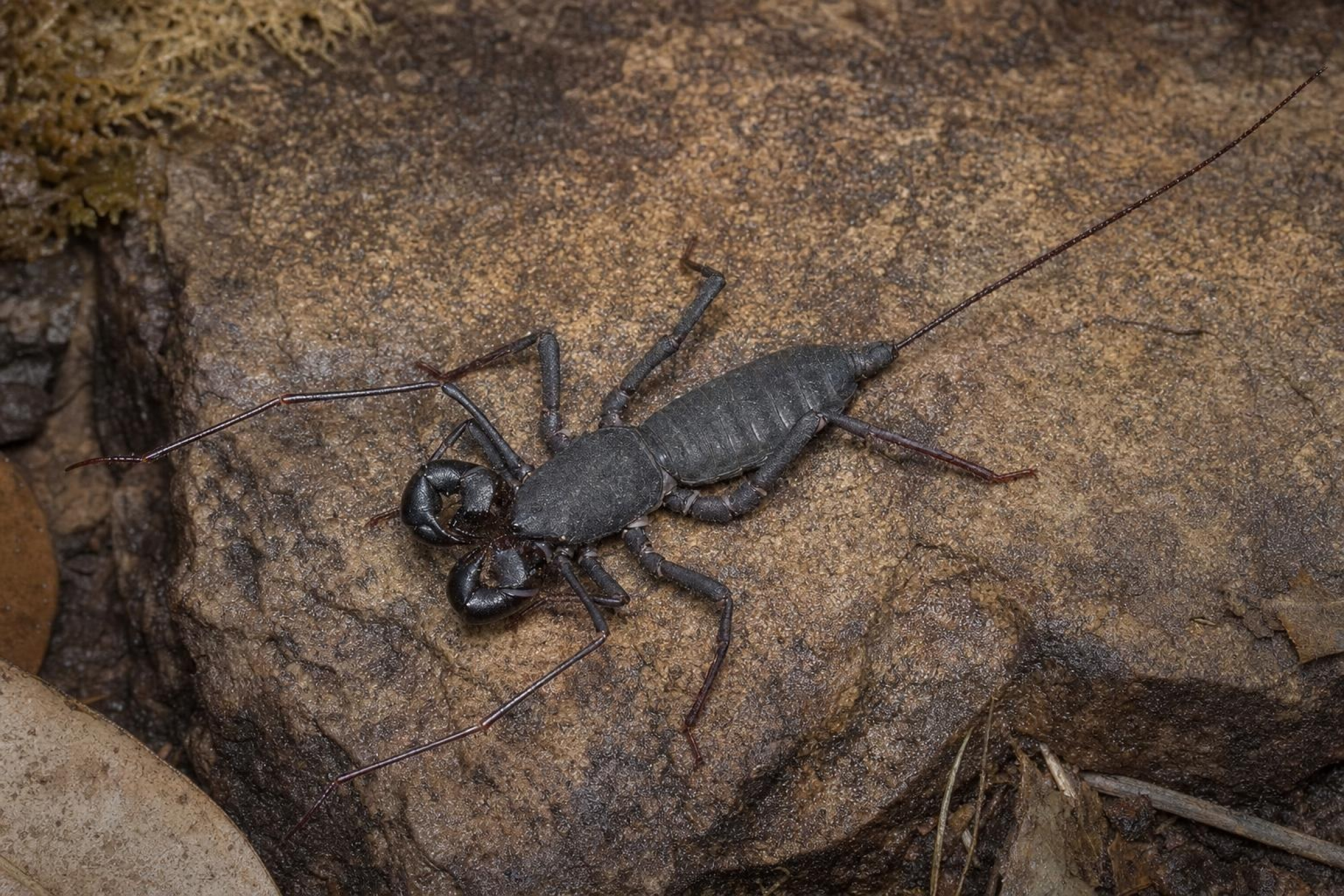 Vietnamesischer Geißelskorpion, Typopeltis laurentianus