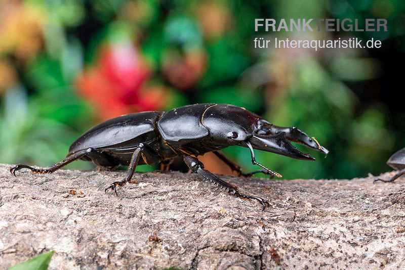 Hirschkäfer, Dorcus alcides, männlich