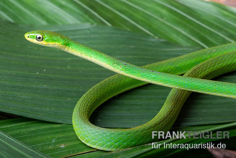 Raue Grasnatter, Opheodrys aestivus