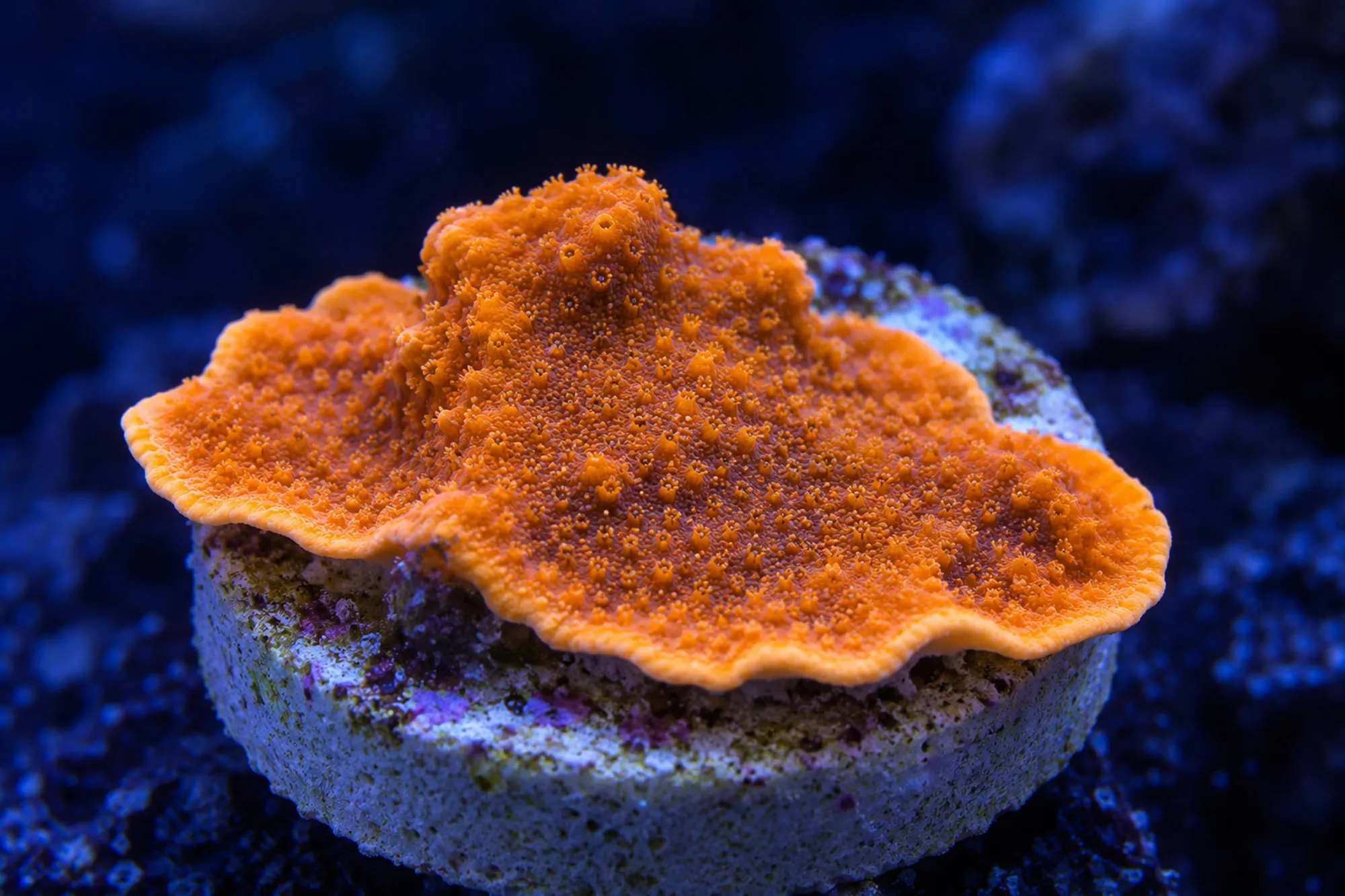 Montipora-Steinkoralle „Crazy T“ (Nachzucht), Montipora spec., Größe M