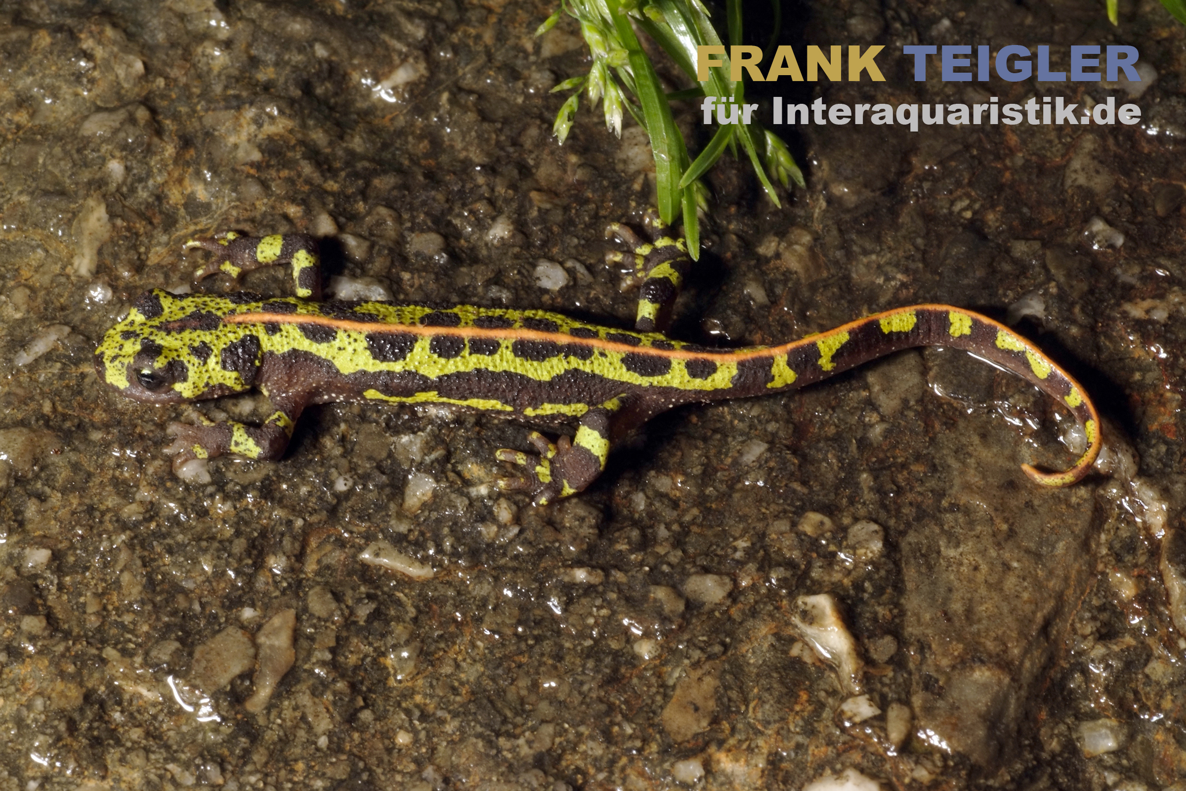 Südiberischer Rippenmolch, Triturus pygmaeus