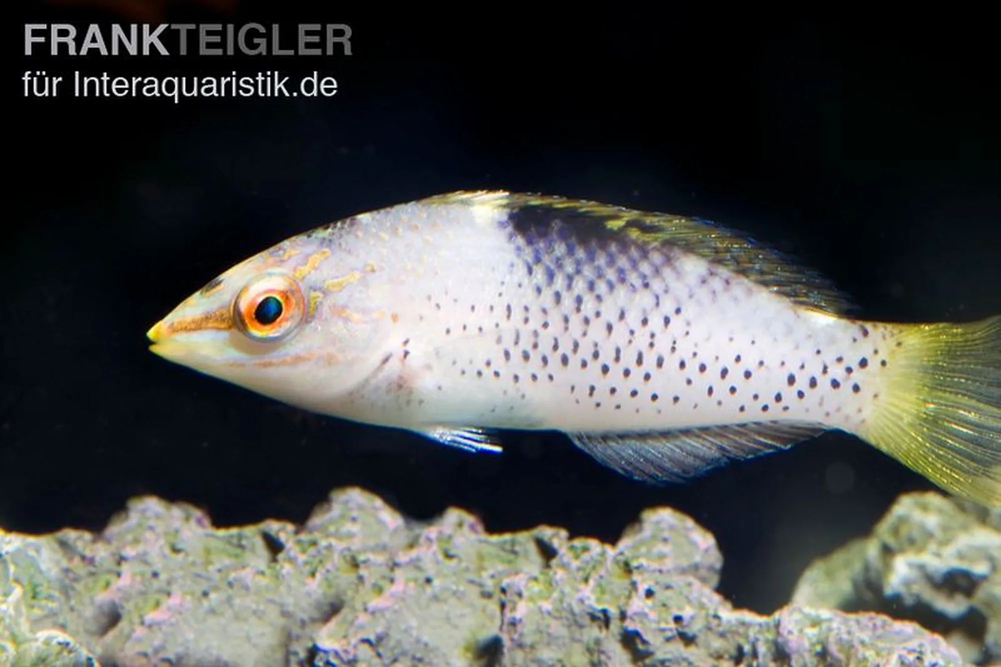 Schachbrett-Junker, Halichoeres hortulanus