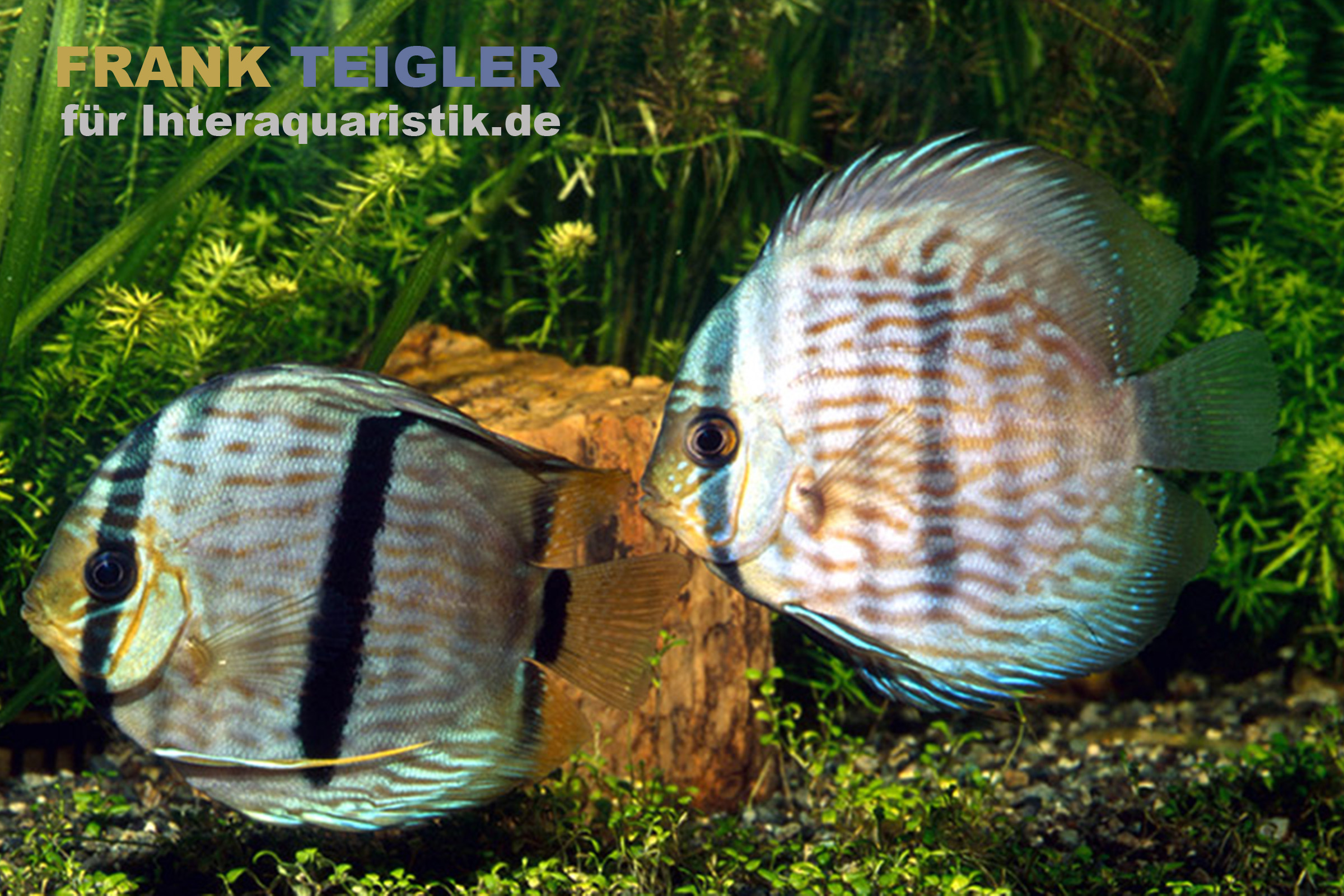 Heckel-Diskus, Symphysodon discus, WF
