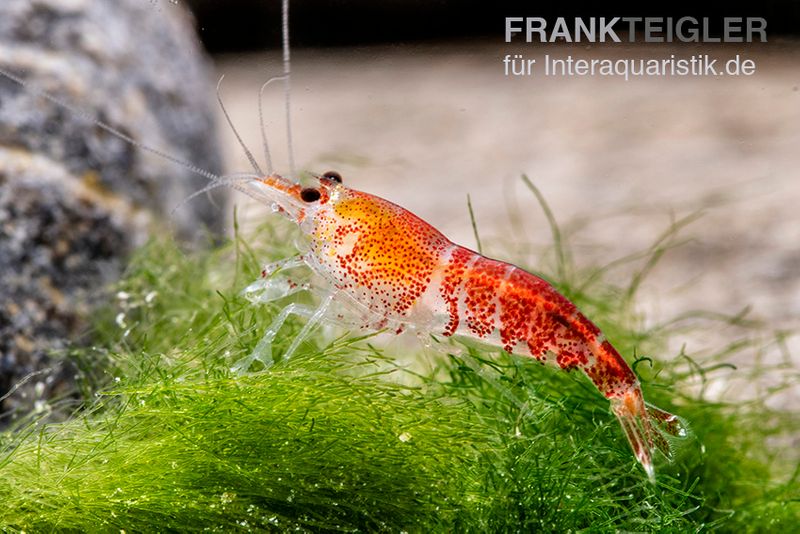 Super Crystal Red Garnele, Caridina logemani