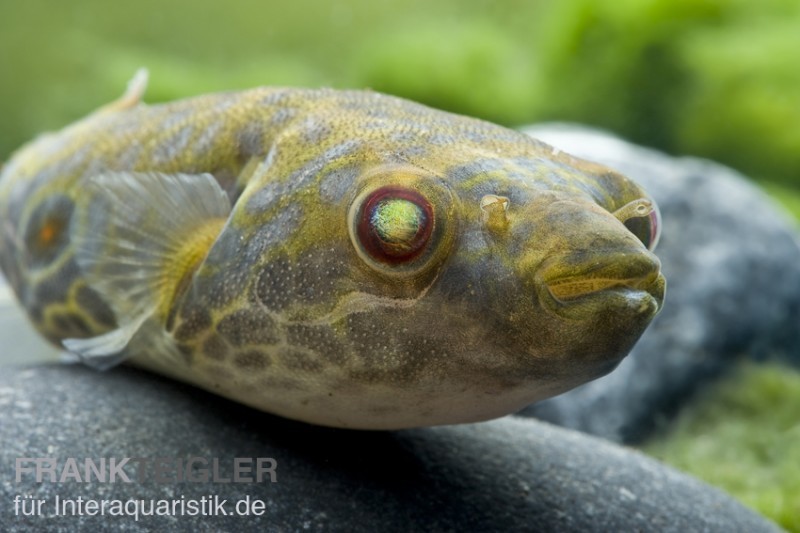 Kurznasiger Leierkugelfisch, Tetraodon leiurus