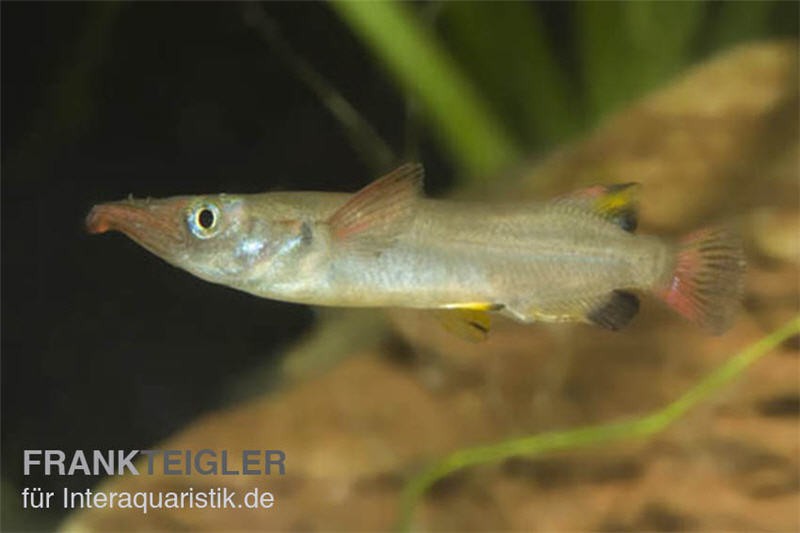 Celebes-Halbschnäbler, Nomorhamphus liemi, DNZ