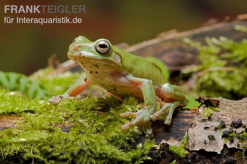 Korallenfinger-Laubfrosch, Litoria caerulea, klein