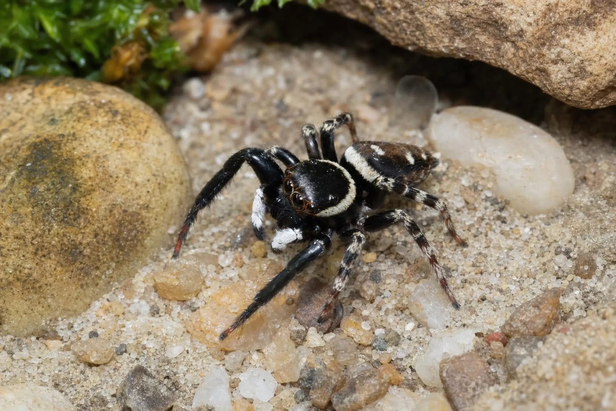 Gewächshausspringspinne, Hasarius andersoni