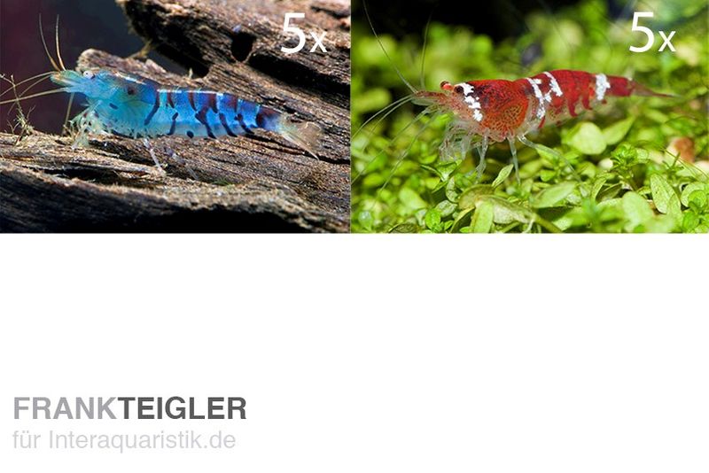 TiBee Starterpack: 5 x Blaue Tigergarnele + 5 x Crystal Red Garnele
