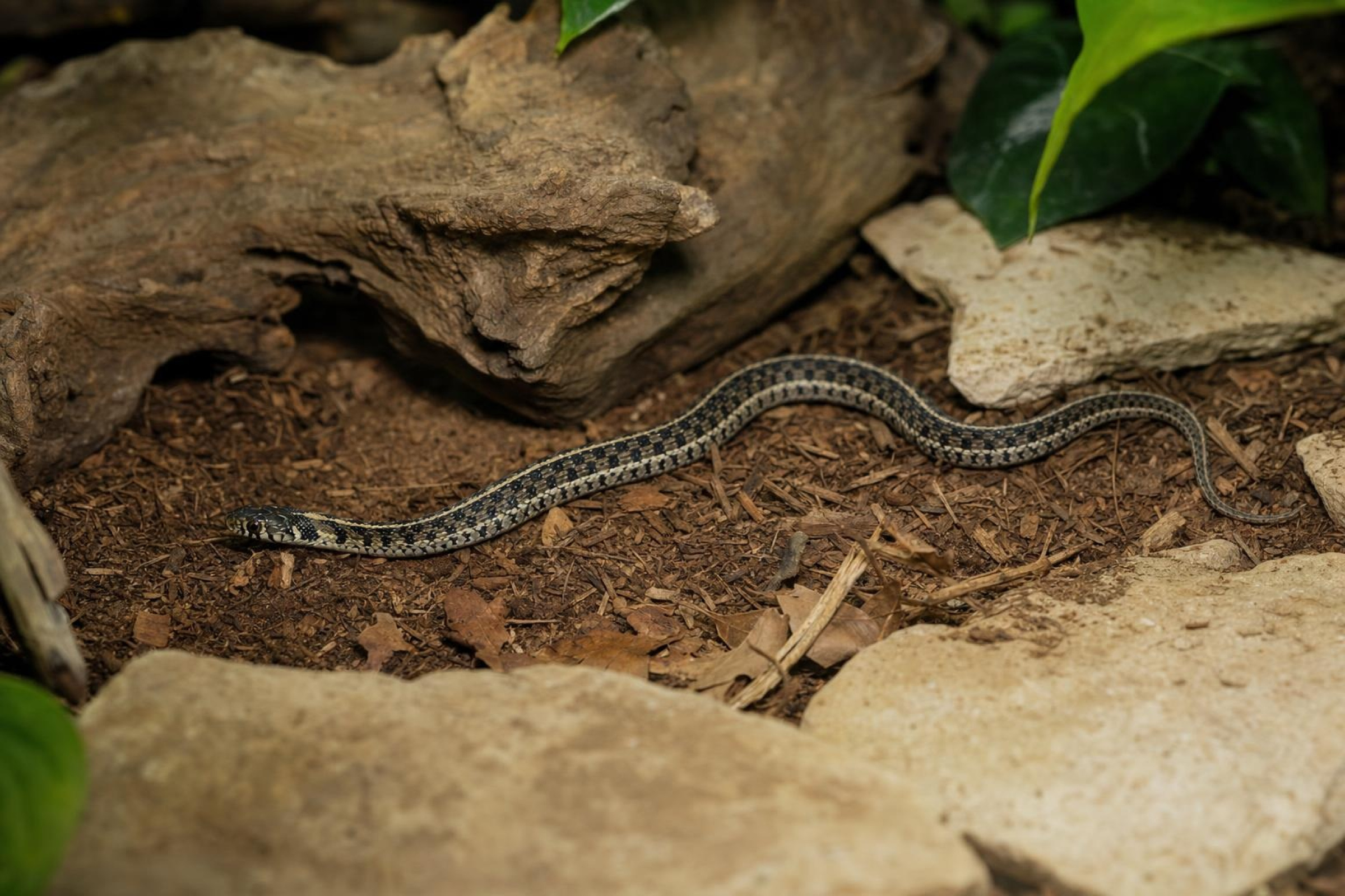 Karierte Strumpfbandnatter aus deutscher Nachzucht, Thamnophis marcianus